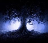 pic for Tree Tells Tales 1080X960